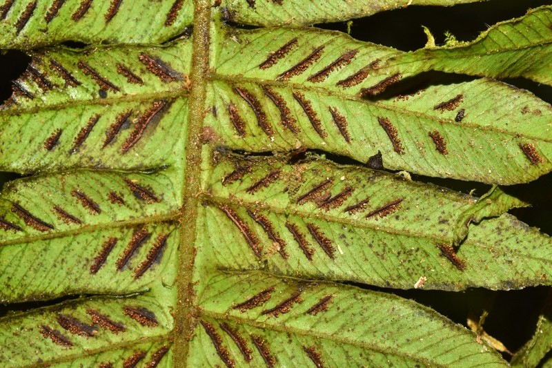 Diplazium venulosum photo 8