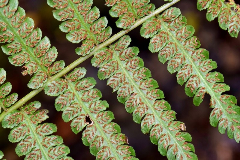 Diplazium vesiculosum