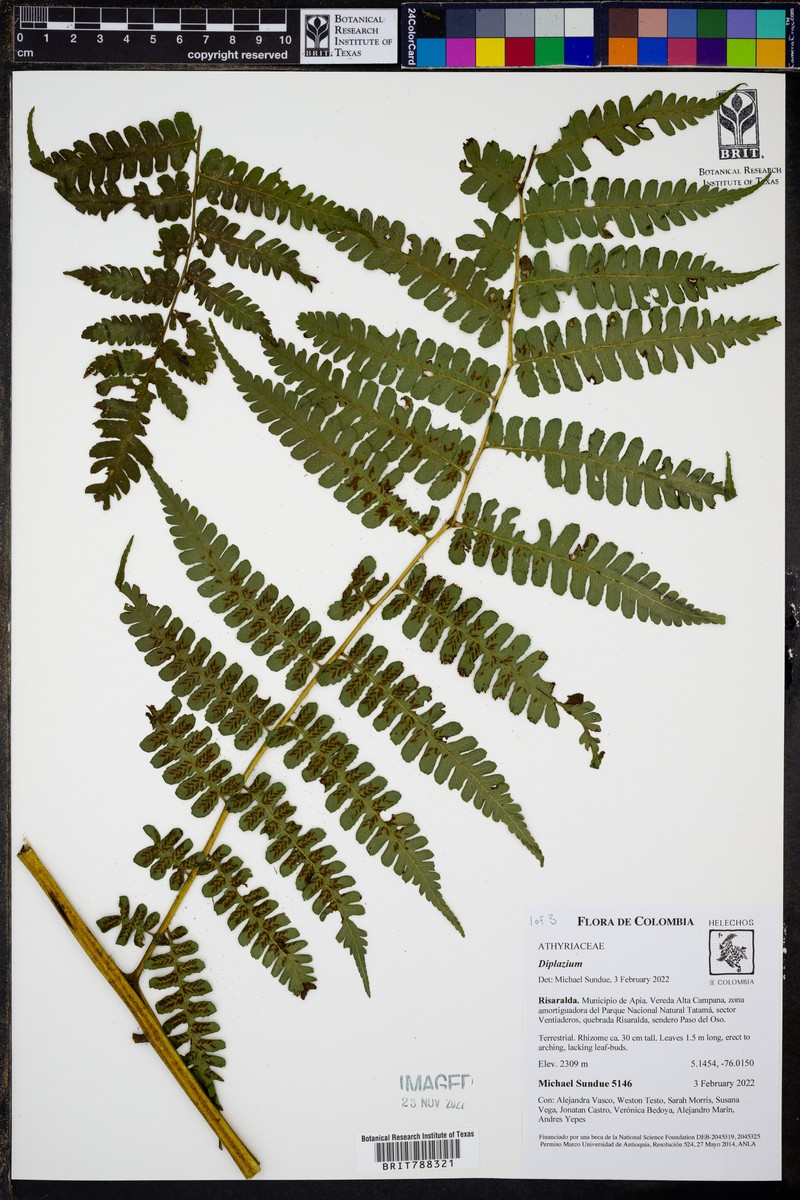 Diplazium vesiculosum photo 2