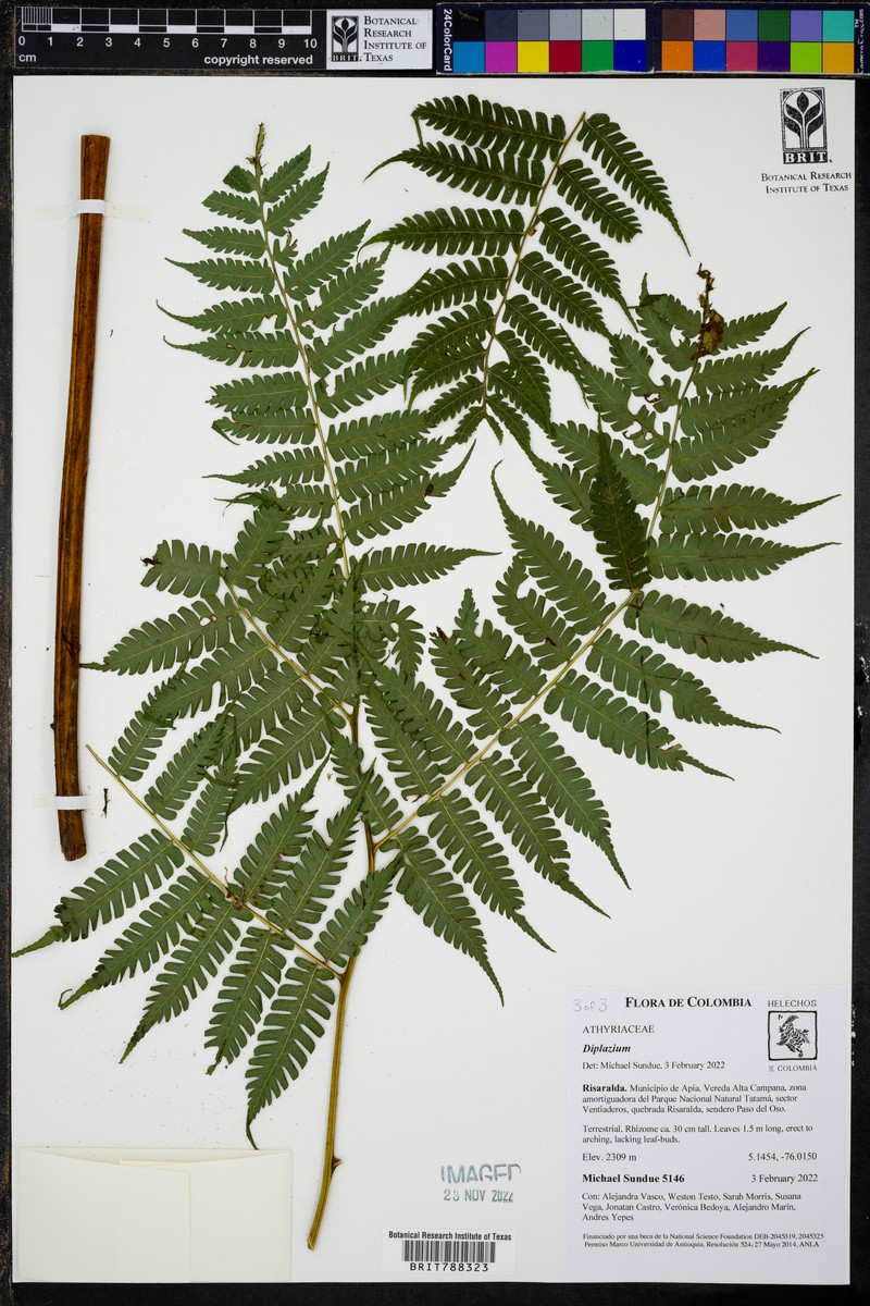 Diplazium vesiculosum photo 3