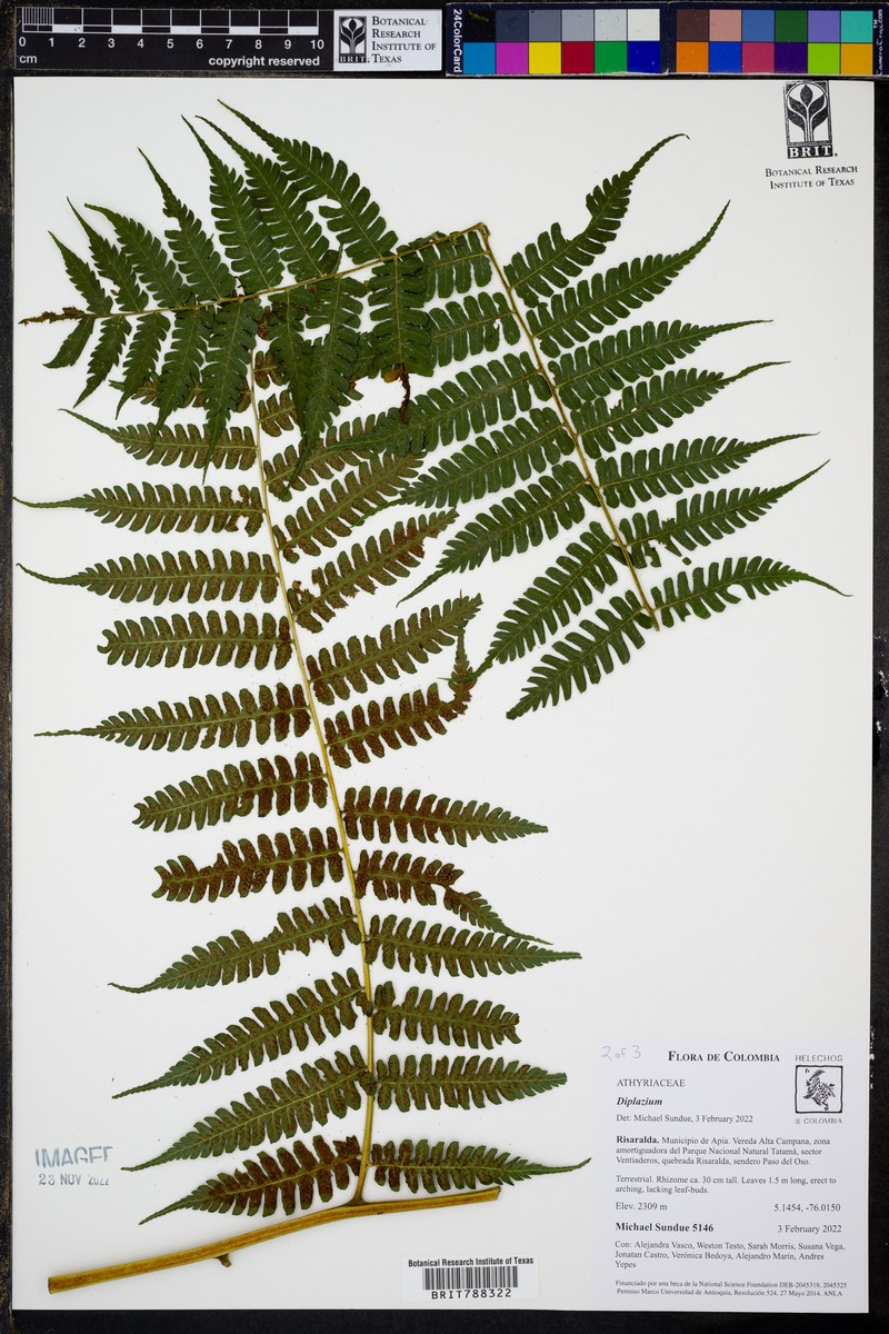 Diplazium vesiculosum photo 4