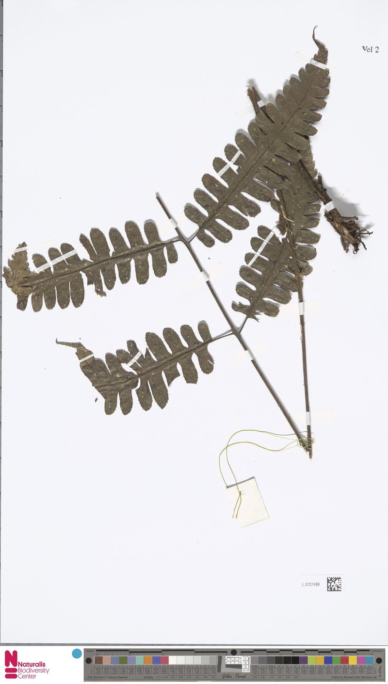 Diplazium vestitum