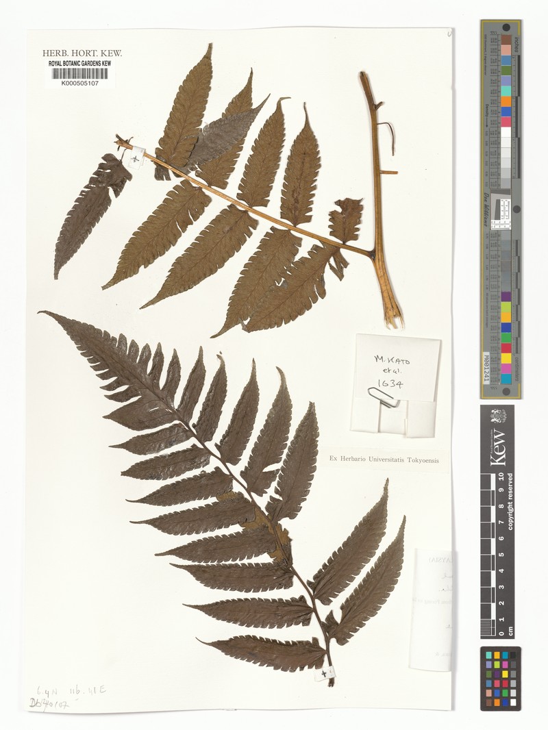 Diplazium vestitum photo 3