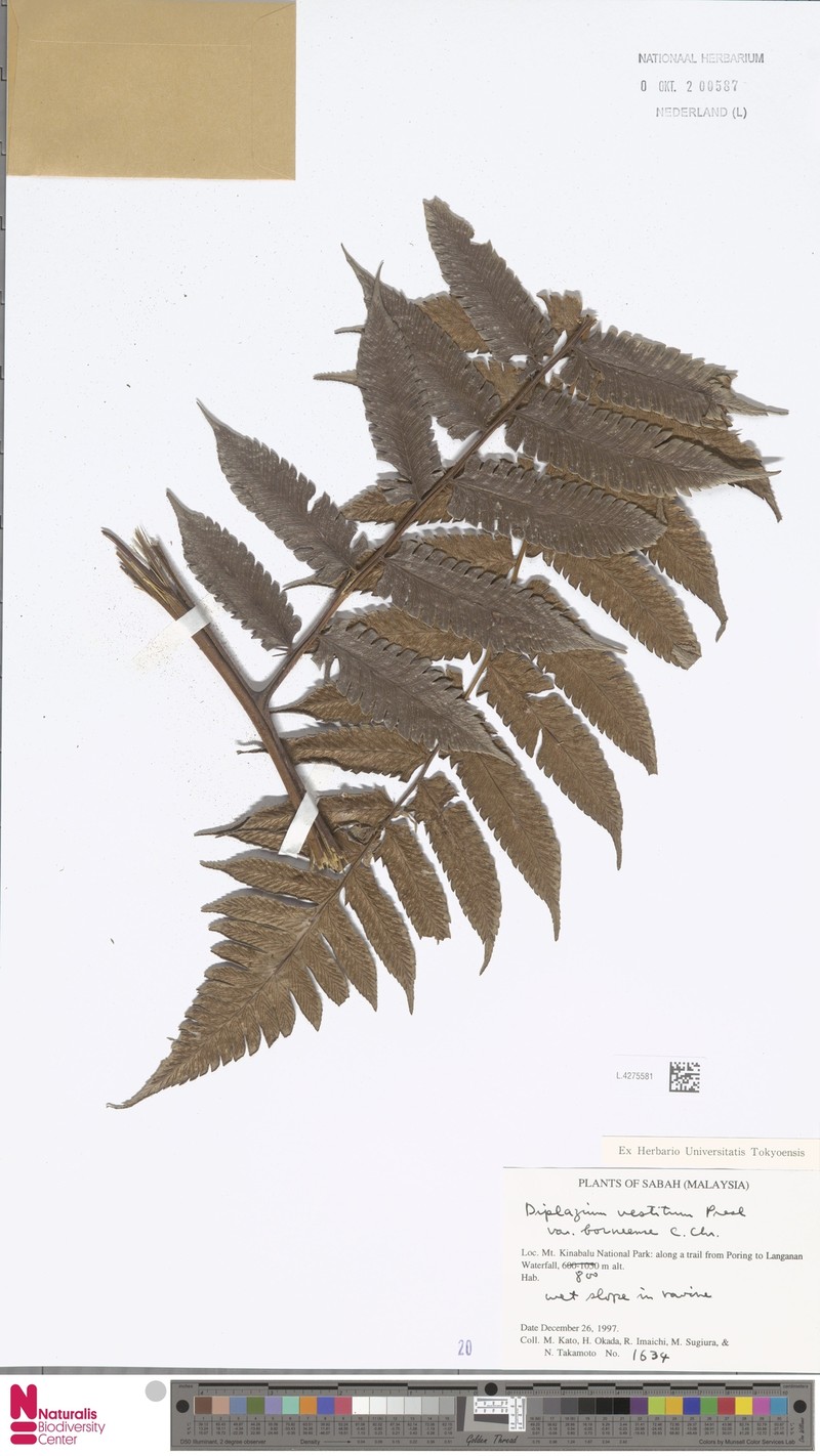 Diplazium vestitum var. borneense photo 2
