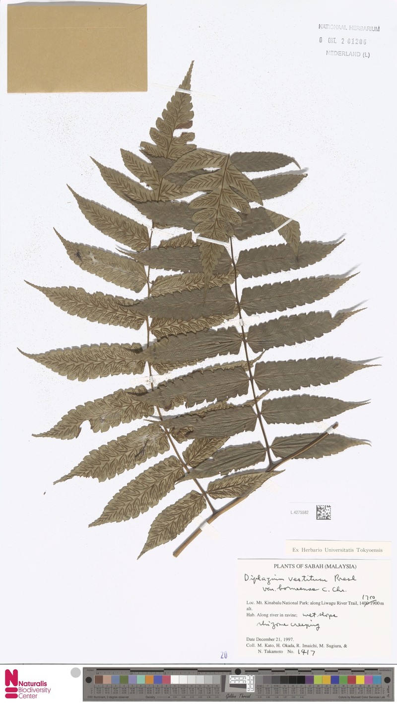 Diplazium vestitum var. borneense photo 3
