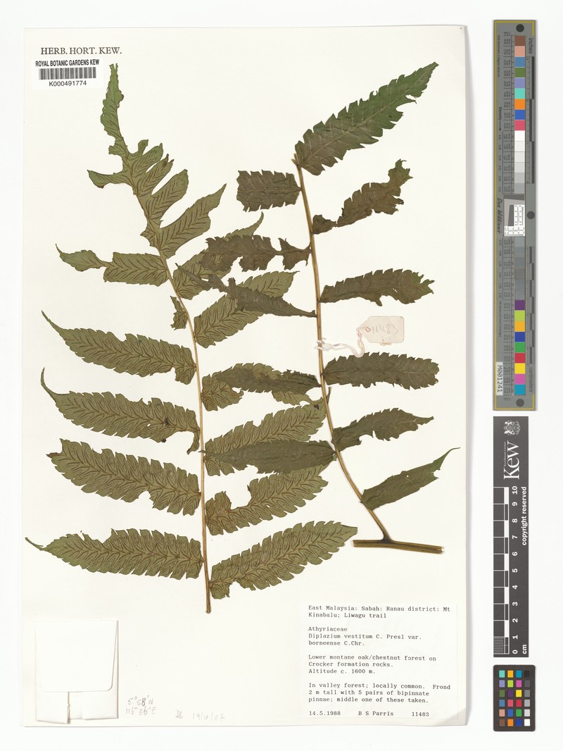 Diplazium vestitum var. borneense photo 4