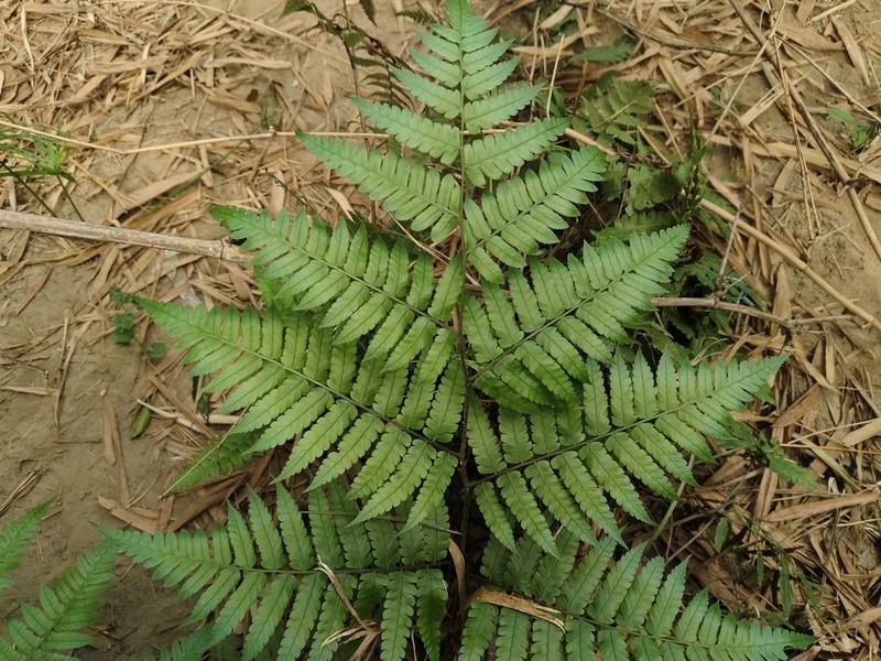 Diplazium virescens