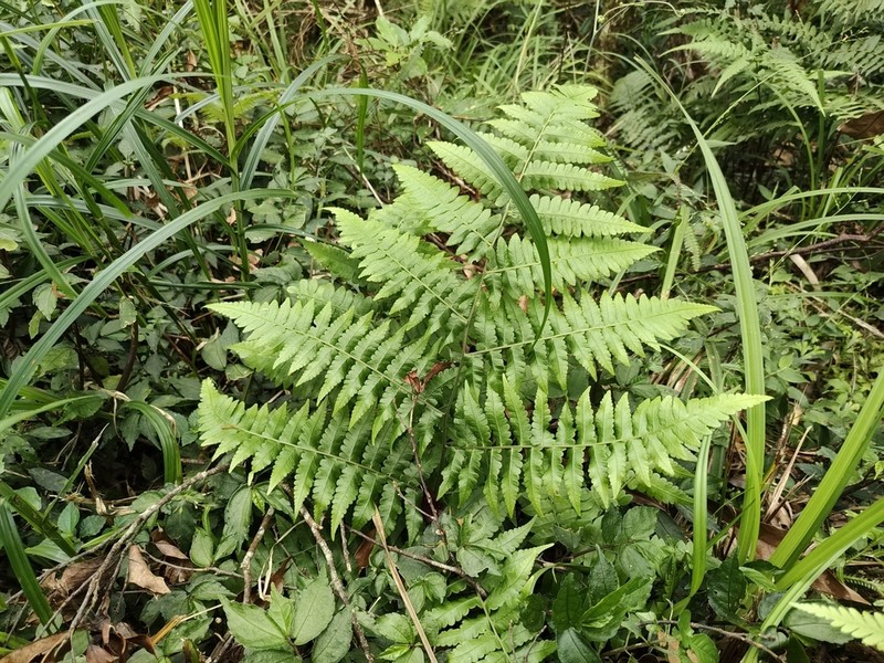 Diplazium virescens photo 2
