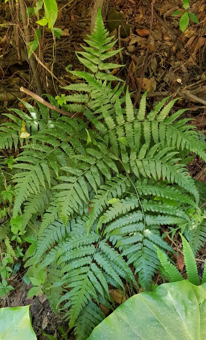Diplazium virescens photo 3