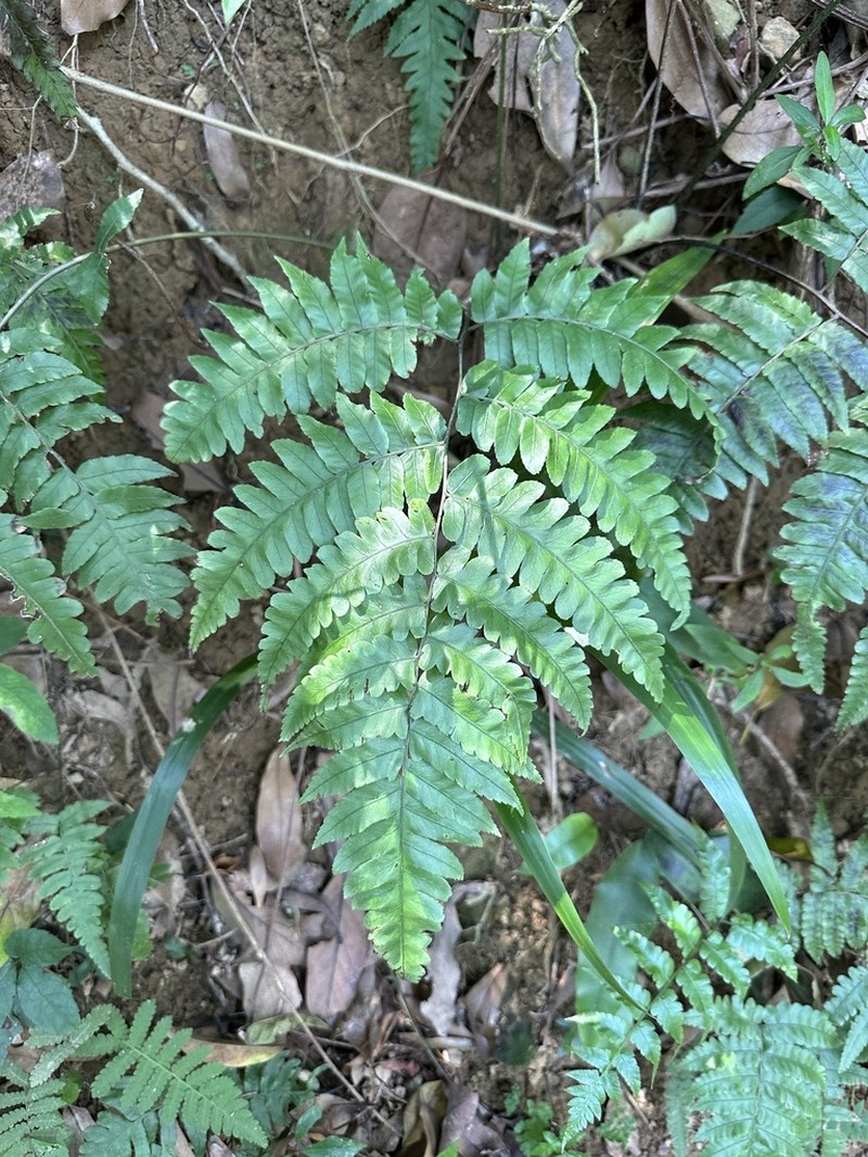 Diplazium virescens photo 4