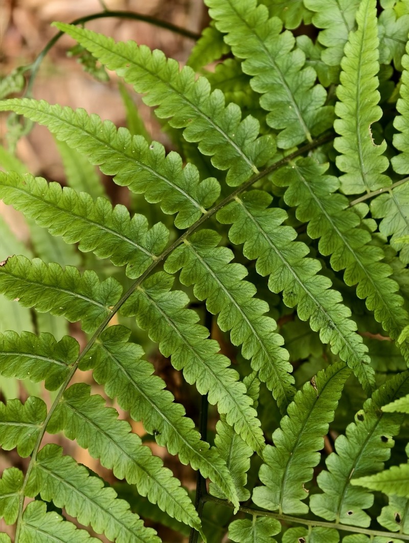 Diplazium virescens photo 5