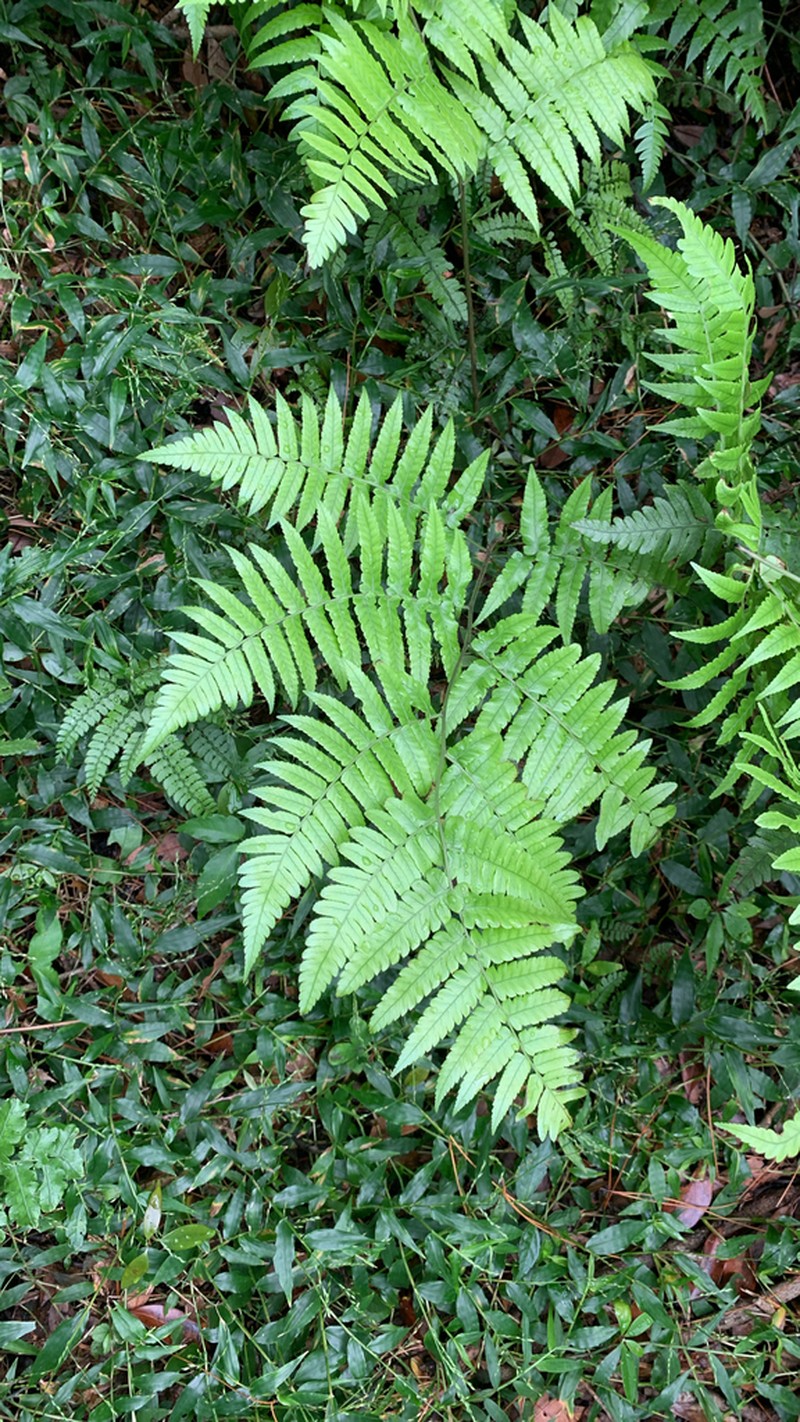 Diplazium virescens photo 6
