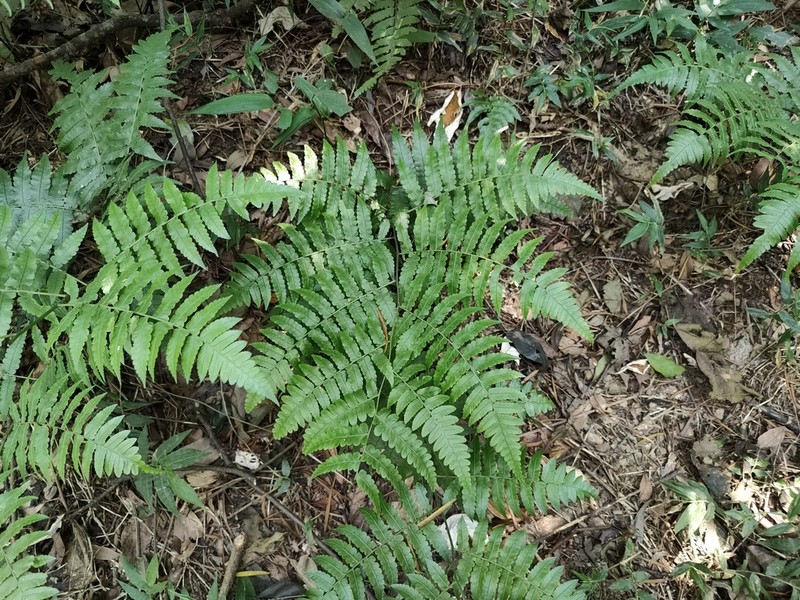 Diplazium virescens photo 7