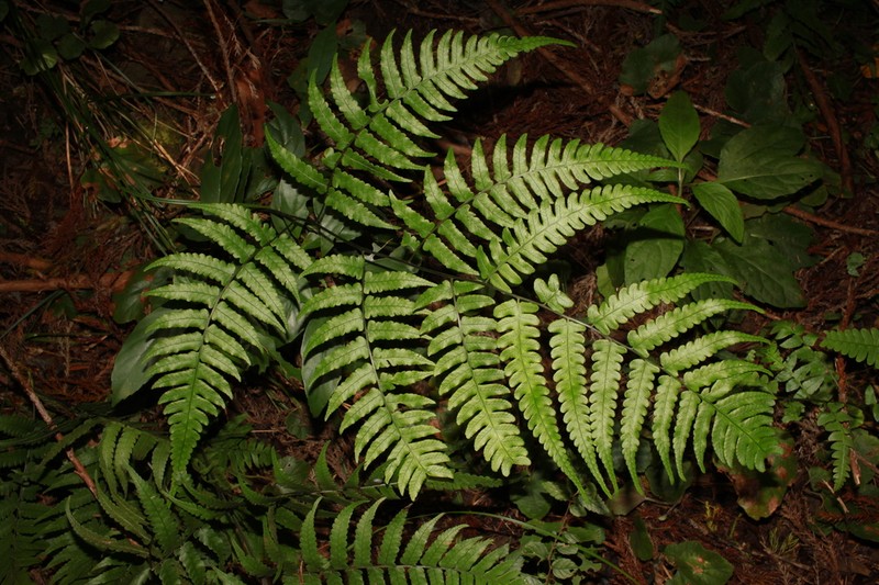 Diplazium virescens photo 8