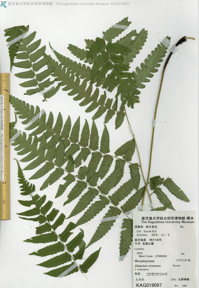 Diplazium virescens var. virescens