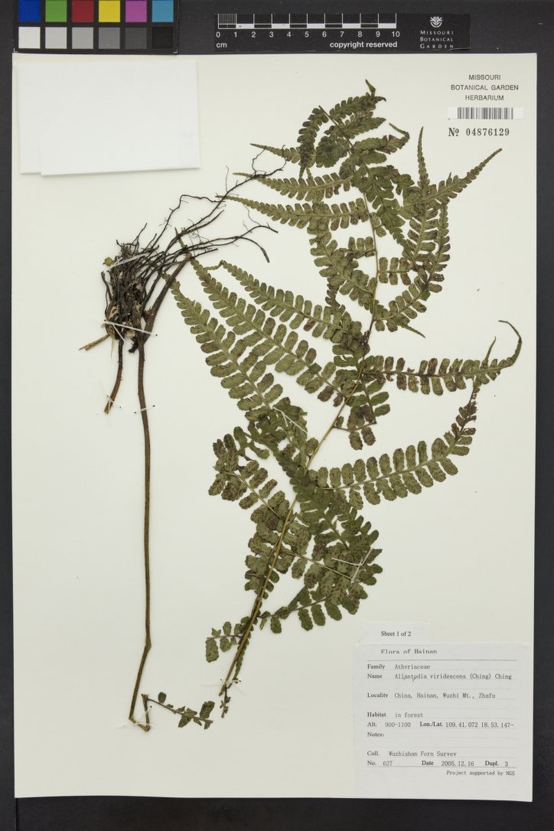 Diplazium viridescens