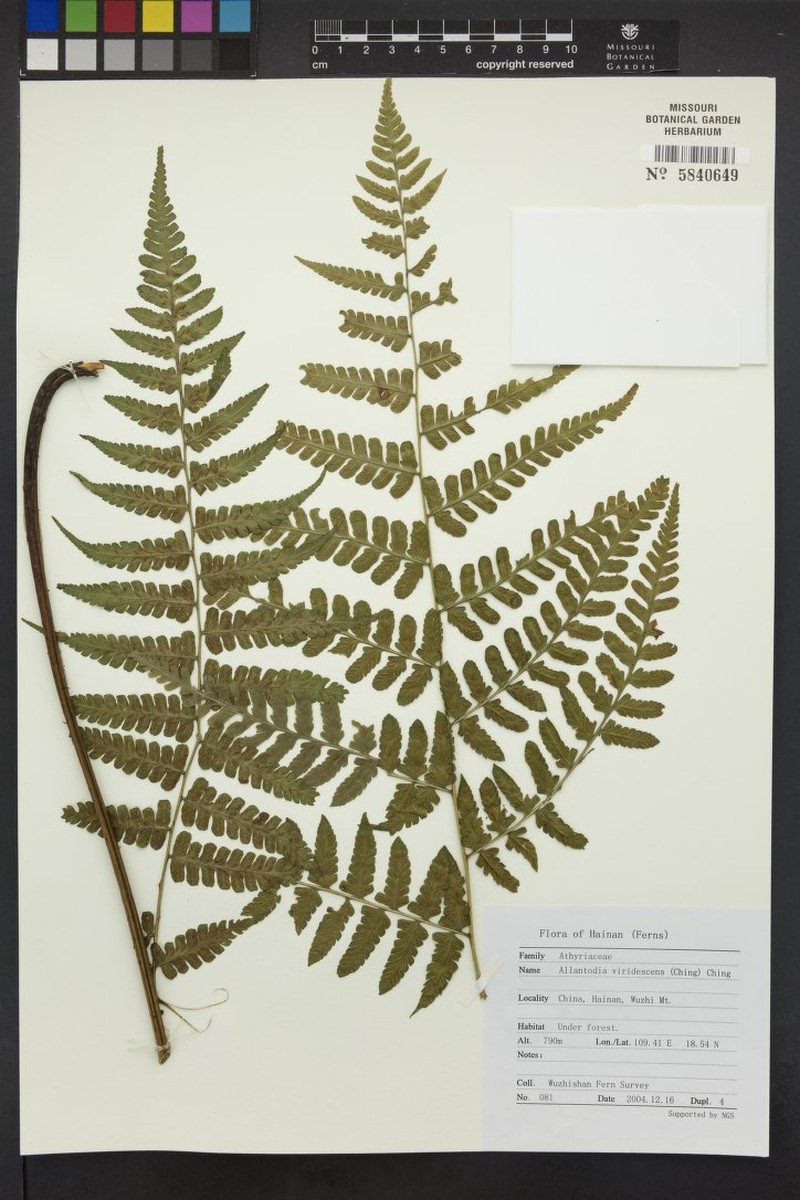 Diplazium viridescens photo 2