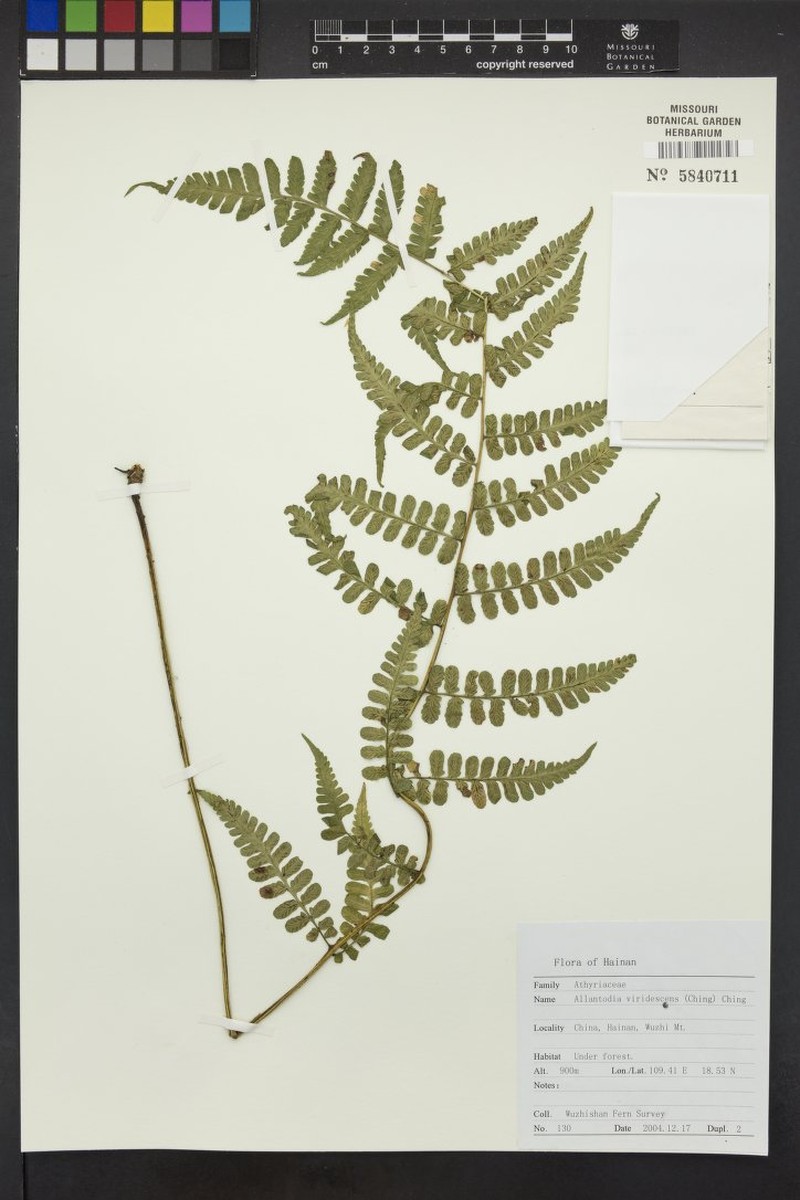 Diplazium viridescens photo 3