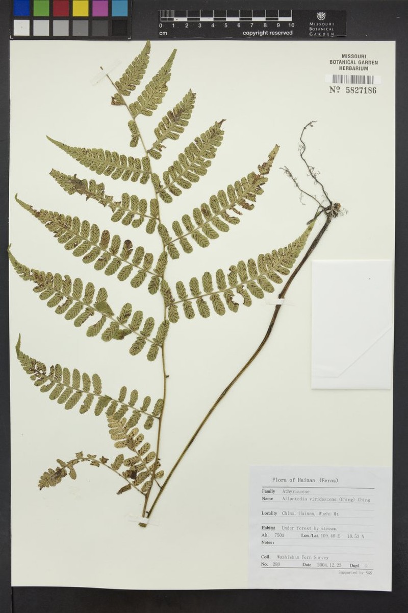 Diplazium viridescens photo 4