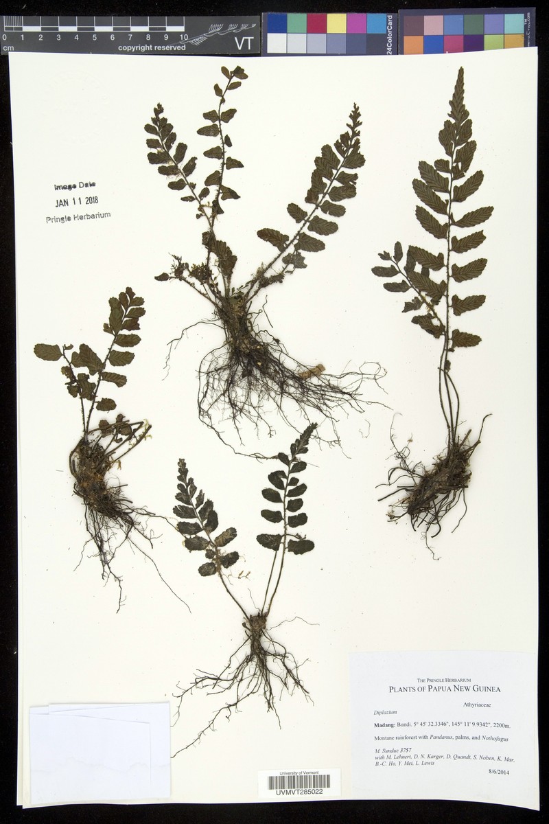 Diplazium weinlandii