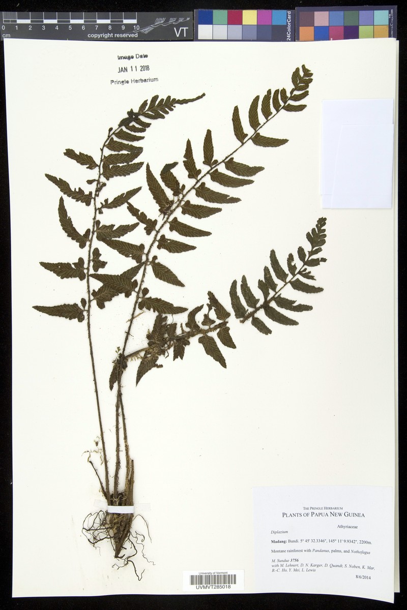 Diplazium weinlandii photo 2