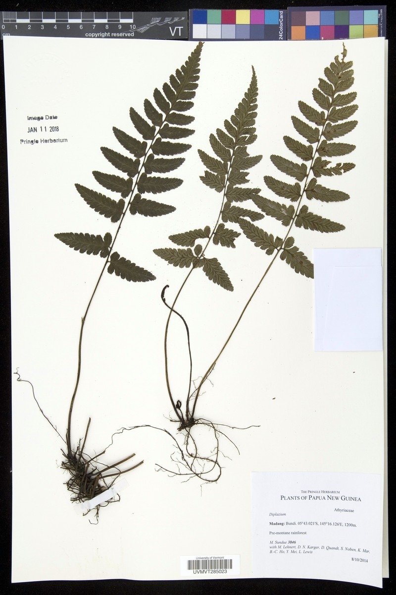 Diplazium weinlandii photo 3