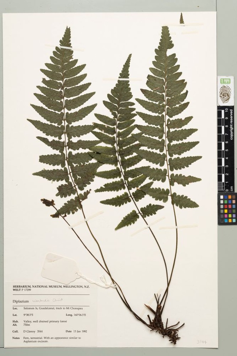 Diplazium weinlandii photo 4