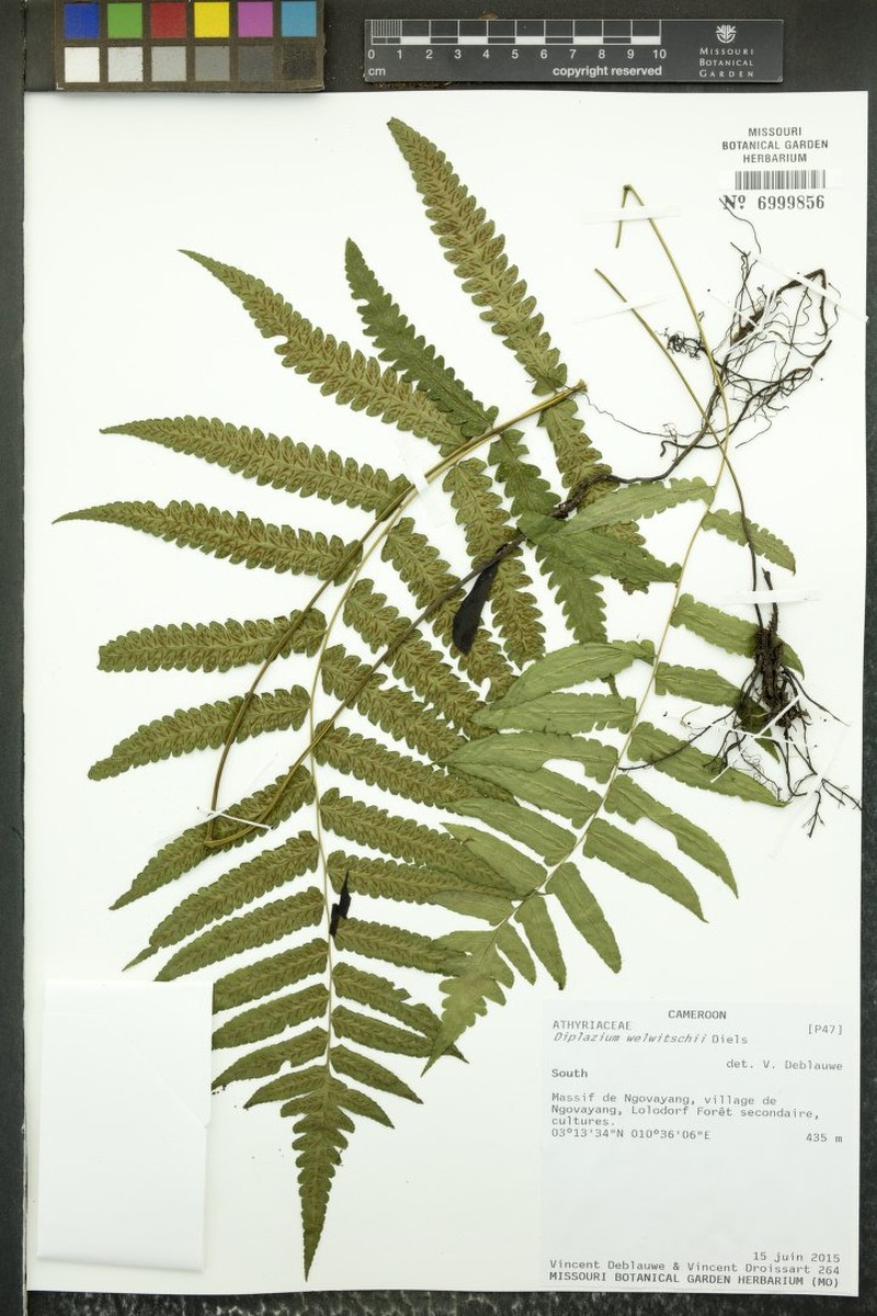 Diplazium welwitschii photo 2
