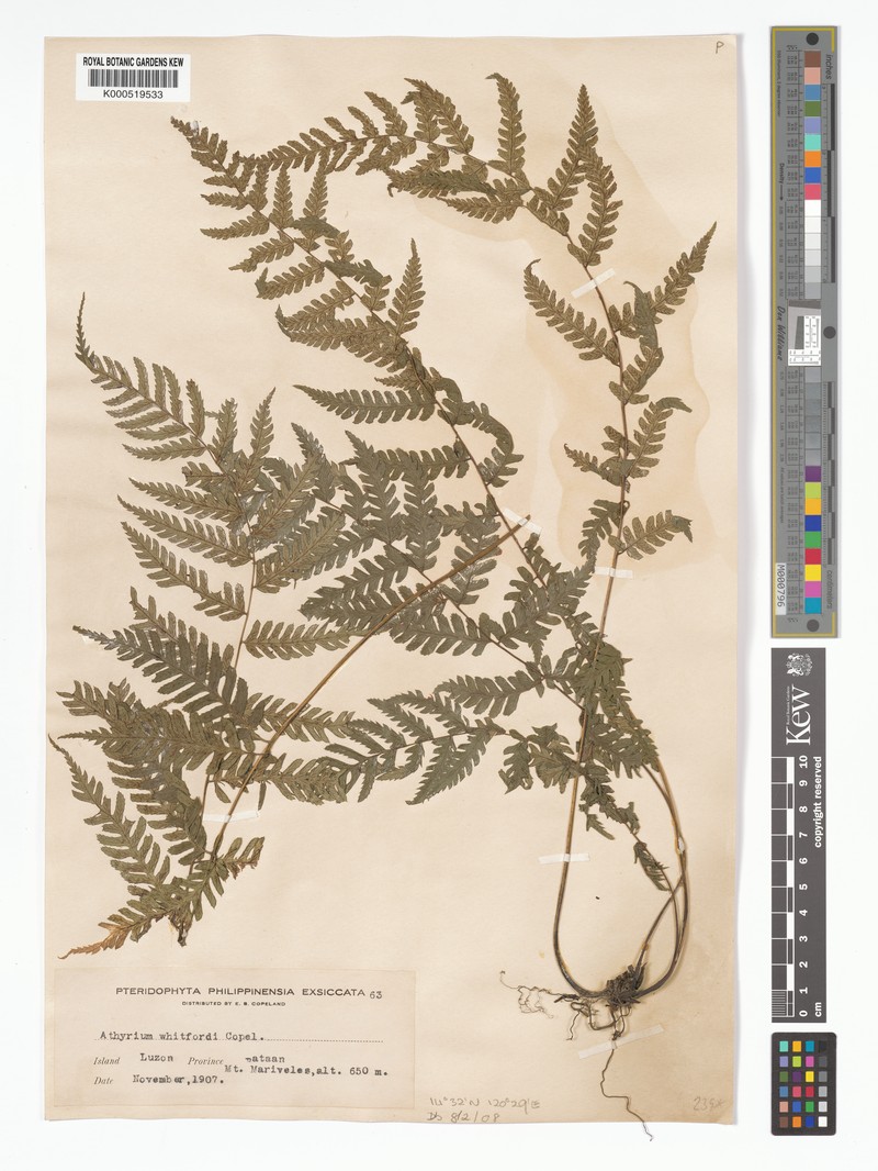 Diplazium whitfordii