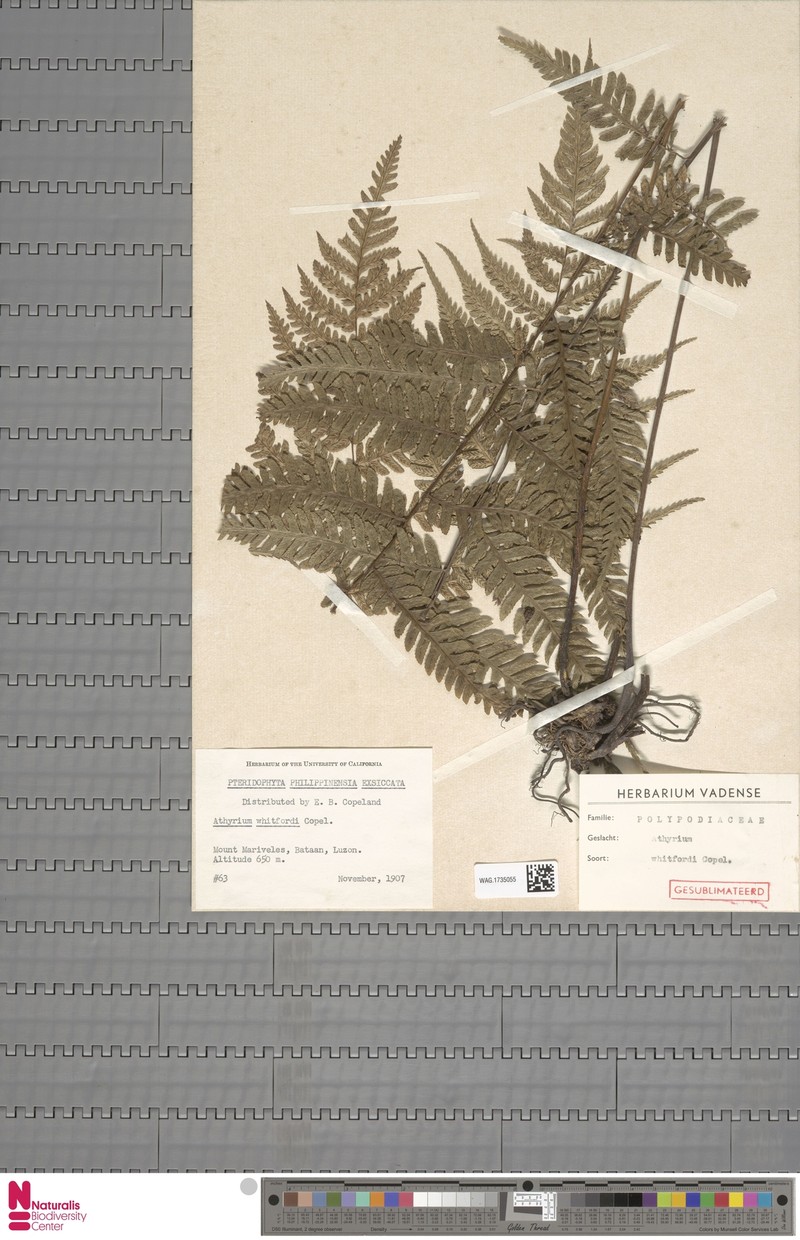 Diplazium whitfordii photo 2