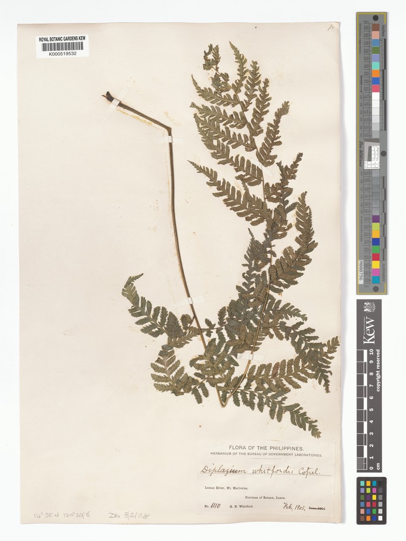 Diplazium whitfordii photo 3