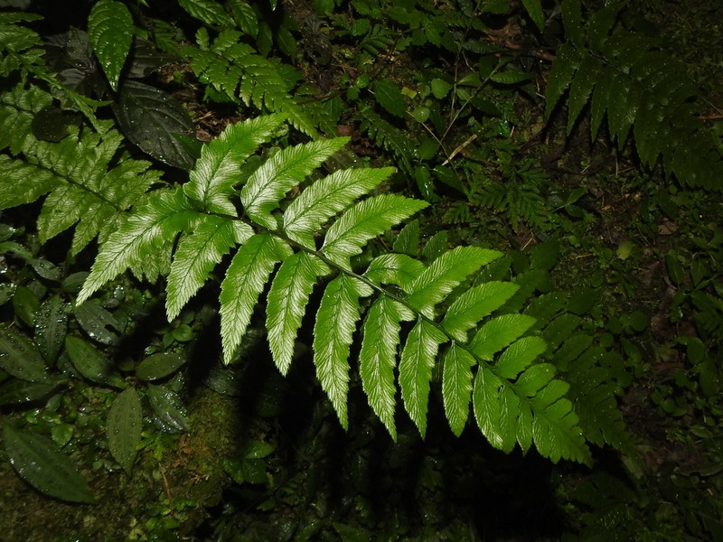 Diplazium wichurae