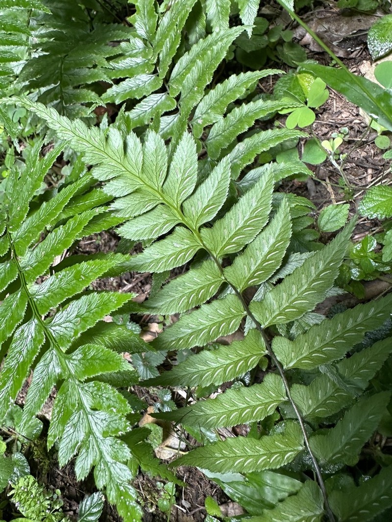 Diplazium wichurae photo 2
