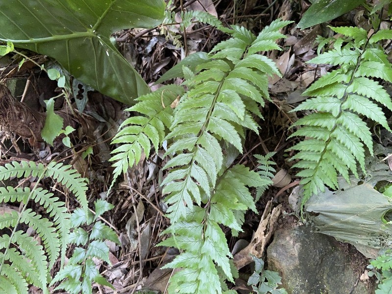 Diplazium wichurae photo 3