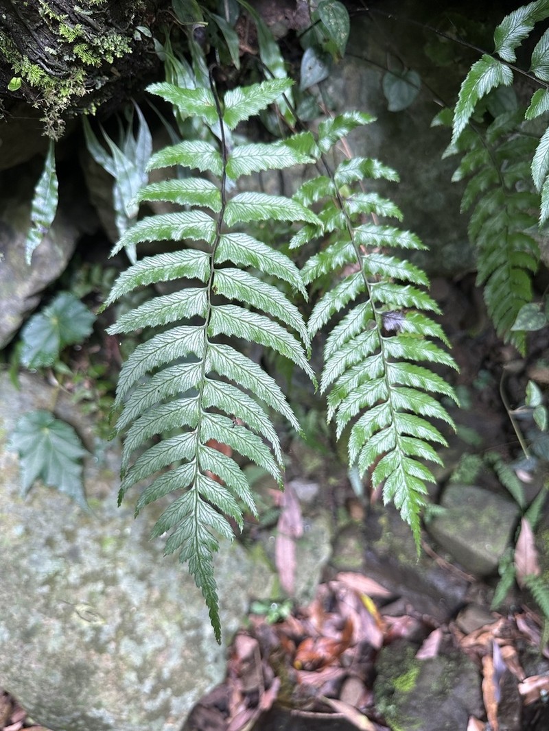 Diplazium wichurae photo 4