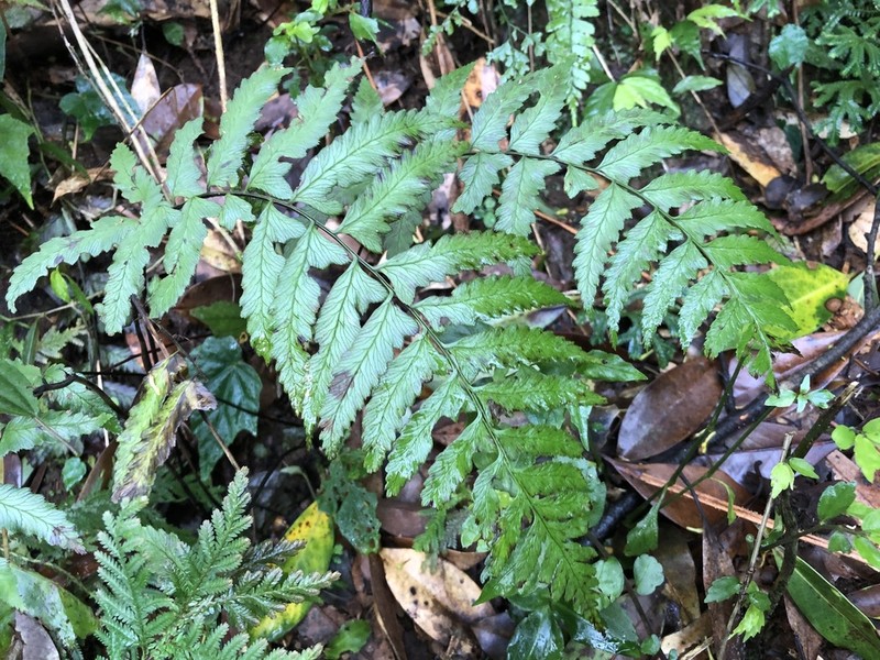Diplazium wichurae photo 5