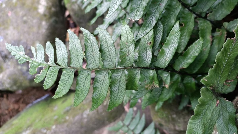 Diplazium wichurae photo 6