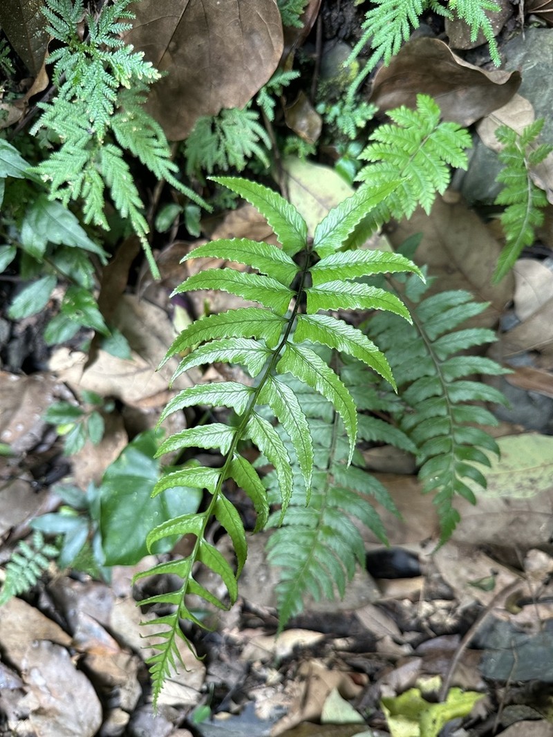 Diplazium wichurae photo 7