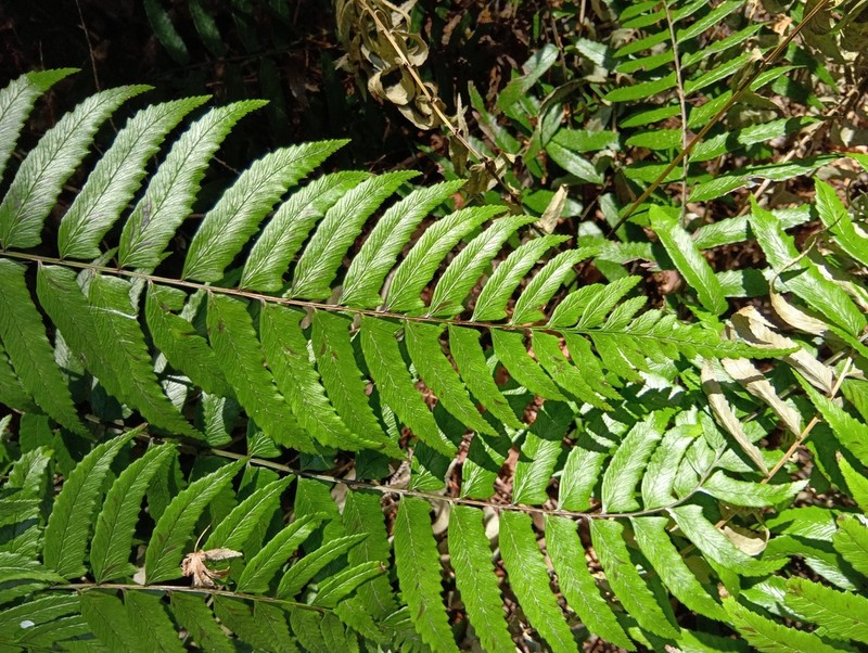 Diplazium wichurae photo 8