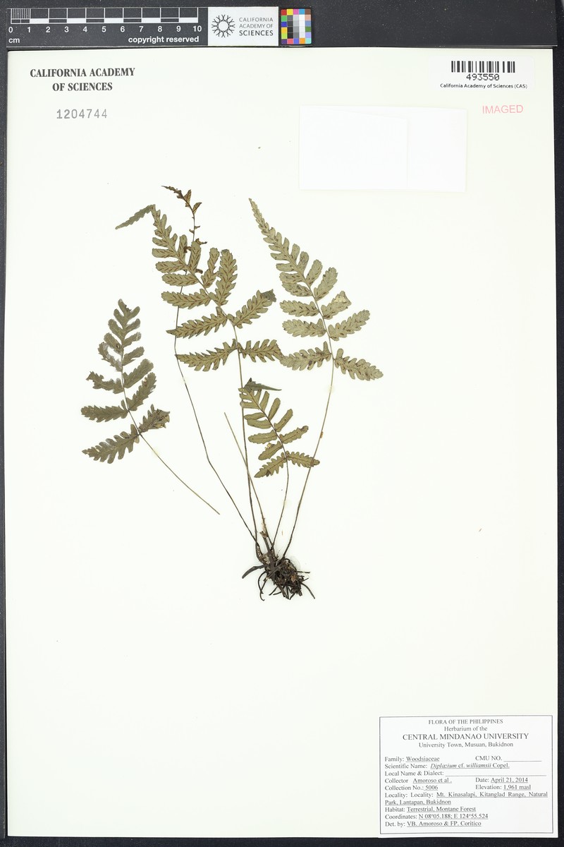 Diplazium williamsii photo 2