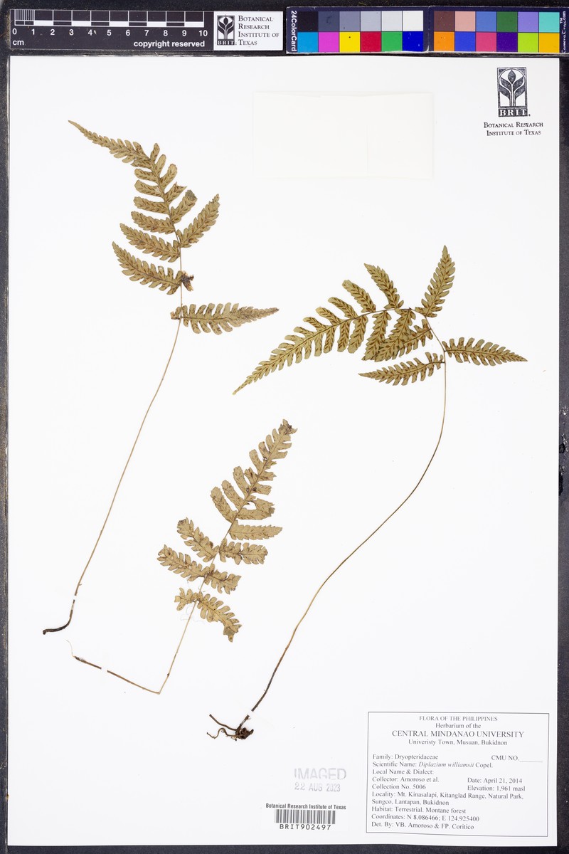 Diplazium williamsii photo 3