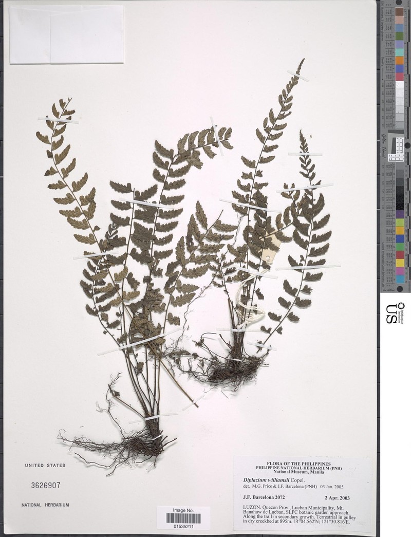 Diplazium williamsii photo 4