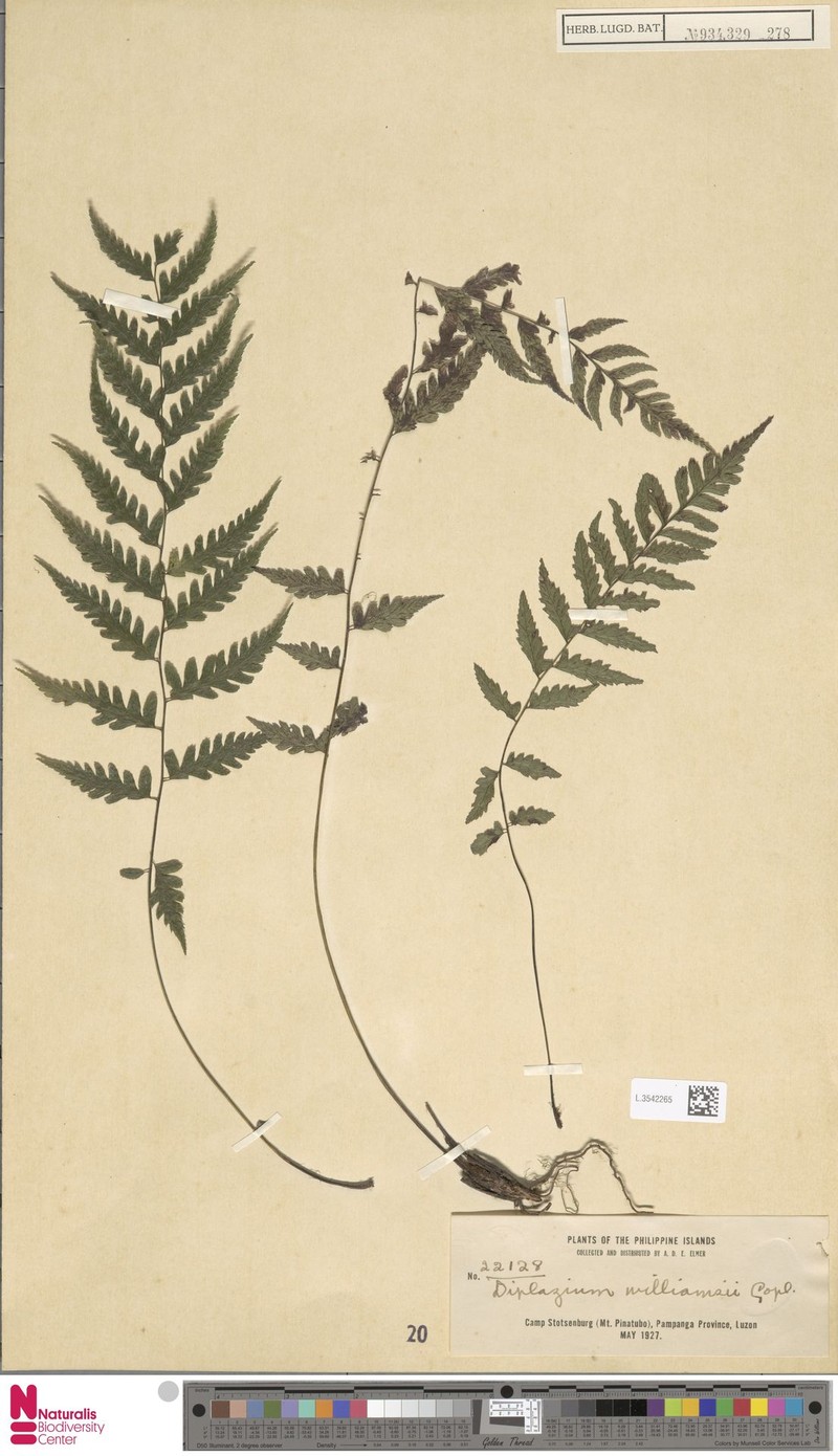 Diplazium williamsii photo 5