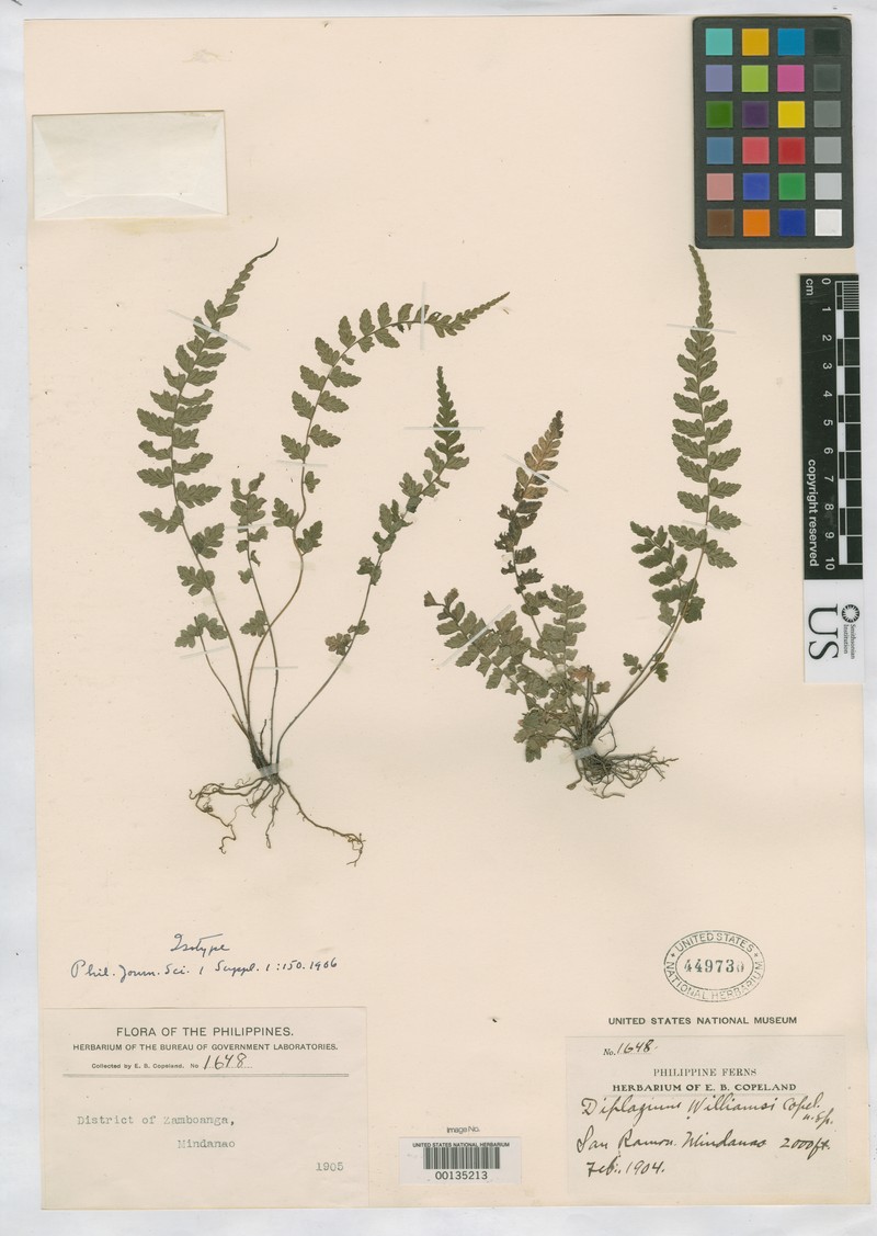 Diplazium williamsii