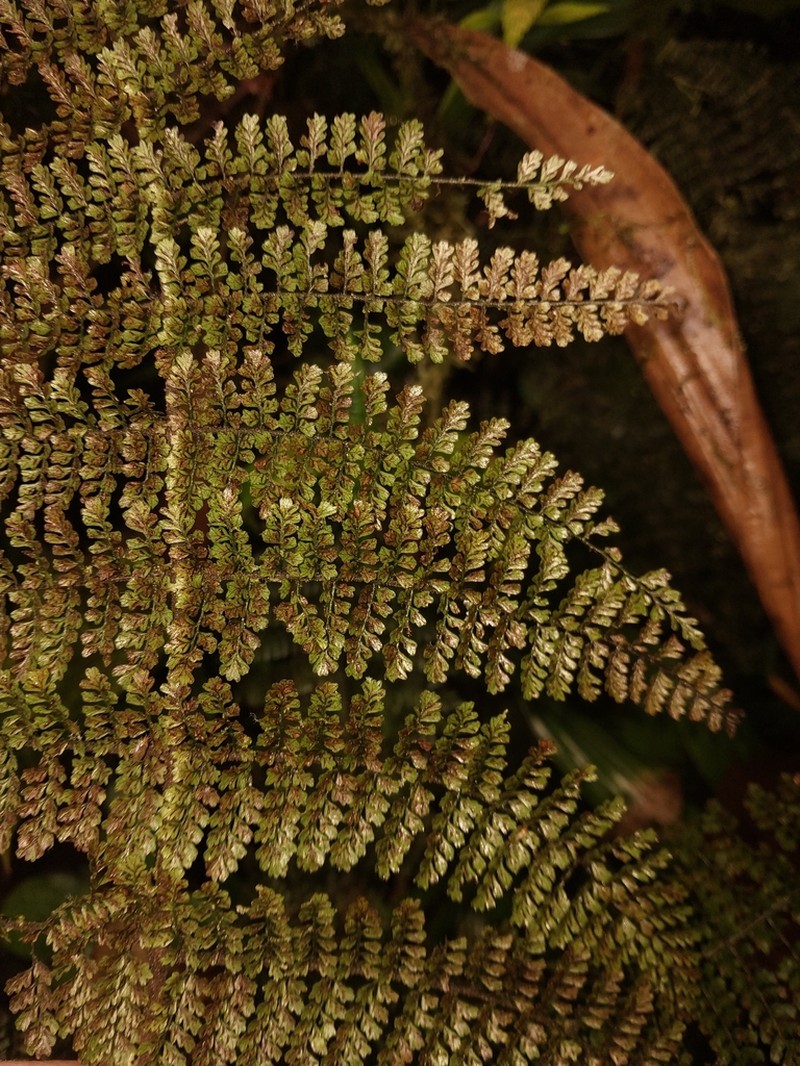 Diplazium wilsonii