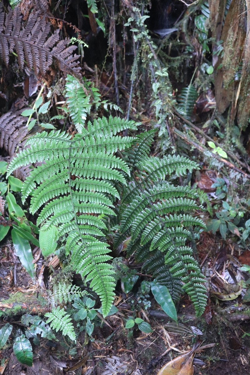 Diplazium wilsonii photo 2
