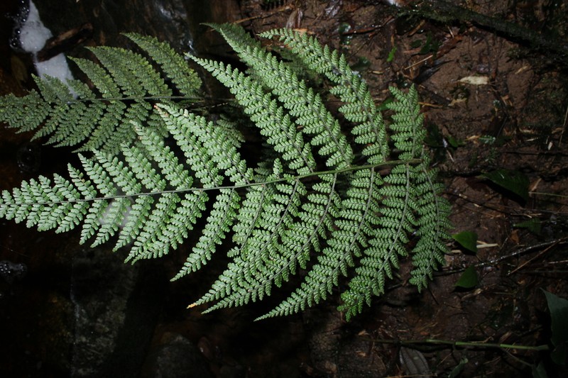 Diplazium wilsonii photo 3