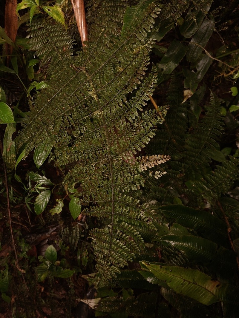 Diplazium wilsonii photo 4