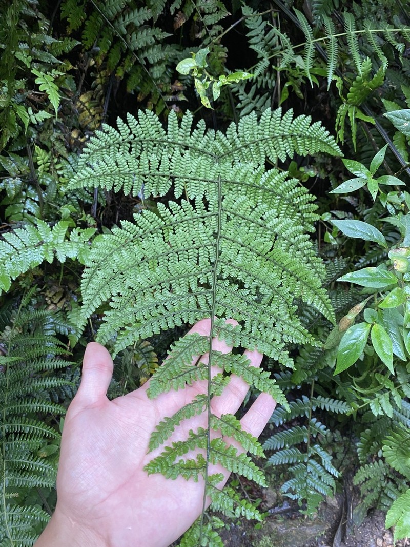 Diplazium wilsonii photo 5