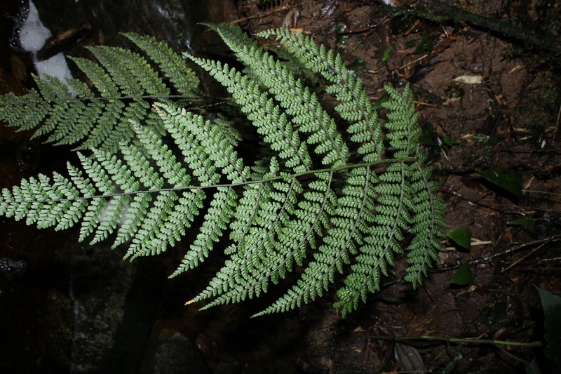 Diplazium wilsonii photo 6